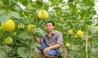 Mô hình khởi nghiệp rau sạch của anh Nguyễn Thanh Liêm (ở xã Việt Ðoàn, huyện Tiên Du) được vay vốn từ Tỉnh Ðoàn Bắc Ninh