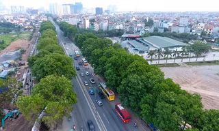 1.300 cây xanh nằm hai bên đường Phạm Văn Đồng dự kiến sẽ được chặt hạ, đánh chuyển do nằm trong dự án đầu tư mở rộng đường Vành đai 3