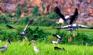 'Chim lạ' tại Lai Châu là loài nguy cơ tuyệt chủng