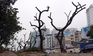 Chặt hạ hàng sưa đỏ quý để làm cầu vượt khiến người dân tiếc nuối