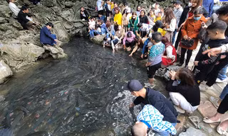 Hàng nghìn du khách đổ về thăm suối cá thần trong năm mới