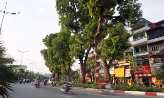Giữa ngày nắng đổ lửa Hà thành, 'thiên đường' bóng mát là đây