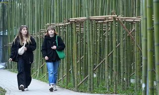 Mãn nhãn với rừng trúc thu nhỏ nằm giữa trung tâm Hà Nội