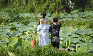 Bất chấp nóng bức, các nàng thơ vẫn nô nức chụp ảnh với sen Hồ Tây