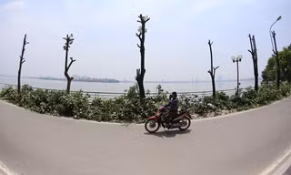 Nắng 'vỡ đầu' trên con đường hàng trăm cây hoa sữa bị chặt hạ ở Hà Nội