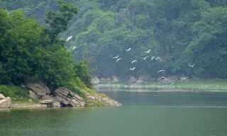 Cảnh hoang sơ, thơ mộng hồ Tuy Lai ngay ngoại thành Hà Nội