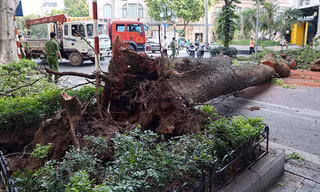 Trời tạnh ráo, cây xanh bất ngờ đổ chắn ngang phố Hà Nội