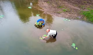 Hàng nghìn mầm sen Bách Diệp được trồng khôi phục tại Hồ Tây như thế nào?