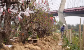 Nông dân Nhật Tân tất bật 'hồi sinh' vườn đào sau Tết