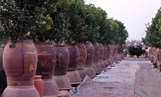 Người dân làng Tứ Liên tất bật trồng mới quất cảnh sau Tết