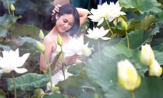 Đầm sen trắng ở ngoại thành Hà Nội thu hút giới trẻ