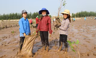 Thanh niên chung tay trồng hơn 8 nghìn cây phục hồi rừng ngập mặn giữ biển