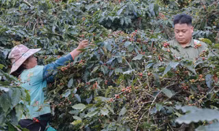 Đồng bào dân tộc Mường Ảng lựa chọn thu hái những hạt cà phê chín mọng