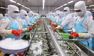 Tập đoàn Minh Phú cho rằng, nhiều thông tin mà cơ quan điều tra của Mỹ dẫn chiếu là không chính xác hoặc do nhầm lẫn, thậm chí mâu thuẫn hay do phía nguyên đơn cố tình cắt xén làm sai lệch nội dung thông tin.