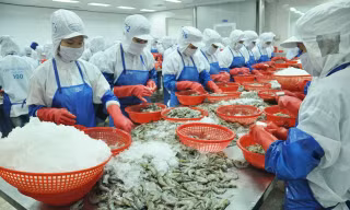 Theo Bộ NN&PTNT, EVFTA có hiệu lực đã mang đến triển vọng cho xuất khẩu tôm Việt Nam sang thị trường EU trong những tháng cuối năm 2020.