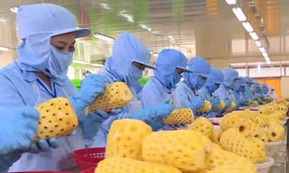 Theo dự báo, các loại trái cây chế biến là một trong những sản phẩm mà Trung Quốc có nhu cầu nhập nhiều thời gian tới. 