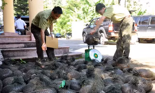 Tổng cục Lâm nghiệp đề nghị các địa phương kiểm soát chặt các cửa khẩu, đường mòn, lối mở, không để động vật hoang dã nhập lậu vào Việt Nam. 