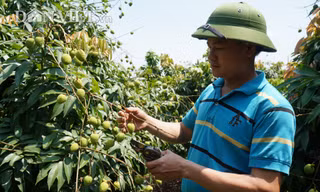 Bắc Giang đã lên các kịch bản tiêu thụ vải tươi trong năm 2020