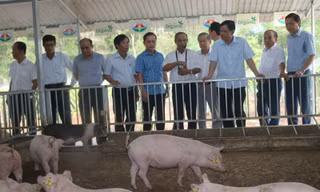 Bộ trưởng NN&PTNT Nguyễn Xuân Cường trong một lần đi khảo sát trang trại chăn nuôi của Tập đoàn Quế Lâm