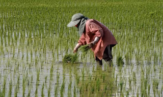 Một nông dân ở tỉnh Nakhon Sawan của Thái Lan. (Ảnh: Getty)