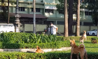 Hình ảnh 'quay mặt vào bụi cây' phóng uế phản cảm ở loạt công viên tại TPHCM