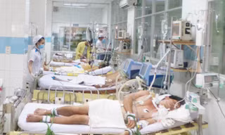 TPHCM: 29 người chết vì sốt xuất huyết, 113 ổ dịch trong cộng đồng