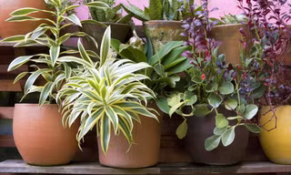 Cây cối cũng có ngôn ngữ riêng của mình để cảnh báo cho đồng loại.