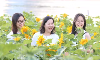Cánh đồng hoa hướng dương bên sông Sài Gòn đông nghịt người ngày cuối năm 