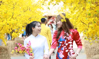 Bạn trẻ đến với không gian Tết cổ truyền, khoe sắc giữa 'rừng' mai vàng rực rỡ