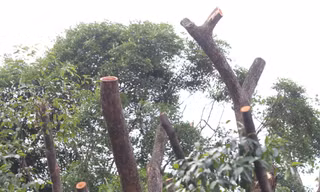 Cổ thụ trăm tuổi bị đốn hạ: Lãnh đạo ngành chức năng TPHCM nói gì? 