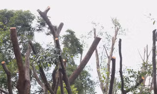 Lý do hàng loạt cây xanh ở TPHCM bị cắt tỉa trơ trụi