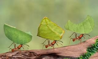 Thiên nhiên kỳ thú: Vương quốc dưới lòng đất của loài kiến cắt lá