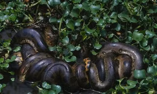 Một con Anaconda xanh phương Bắc. Ảnh: Independent