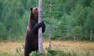 Gấu nâu có sở thích cọ sát vào cây cối, cột điện...
