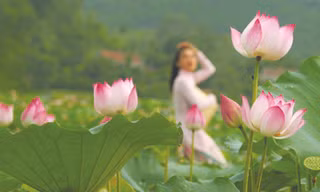 Hoa sen được nhiều đề cử nhất là Quốc hoa Ảnh: TM