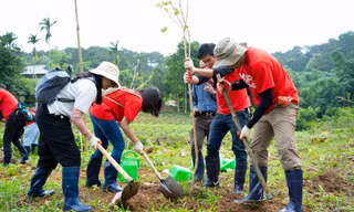 Trồng 200 cây phong linh ở Vườn Quốc gia Ba Vì