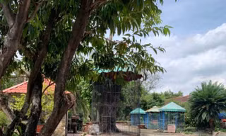 Thông tin mới nhất vụ hổ ăn mất 2 tay người đàn ông ở Bình Dương