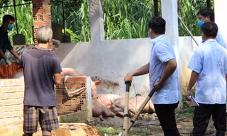 Dịch tả heo châu Phi tấn công, Bình Dương ra thông báo khẩn