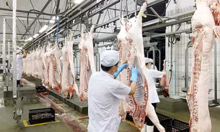 Giá lợn hơi giảm kỷ lục, Phó Thủ tướng yêu cầu làm rõ chi phí từng khâu