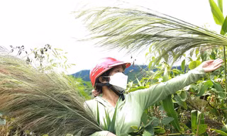 Người dân Đắk Lắk hái 'lộc trời' trên đỉnh Chư Yang Sin