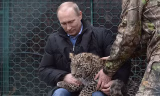 Tổng thống Nga Vladimir Putin chơi đùa cùng báo hoang