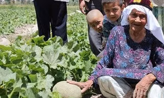 Cụ Ali Mihan trên cánh đồng dưa ưới của mình