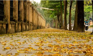 Lá vàng rụng phủ những con phố nội đô. 