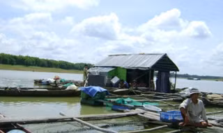 Bè cá trên sông. Ảnh minh họa