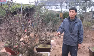 Ông Lê Hàm bên gốc cây đào thất thốn cho thuê 100 triệu đồng