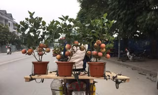 Cảnh giác với chiêu trò dùng keo dán 'trồng' bonsai trĩu quả cận Tết
