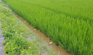 Bẫy chuột bằng điện, hai người thương vong ở Long An