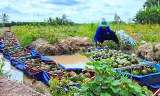 Thu hoạch cam sành ở Vĩnh Long 