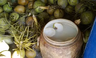 Tẩy trắng dừa nước bằng hóa chất công nghiệp