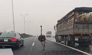Đà điểu ‘đua’ xế hộp trên cao tốc Cầu Giẽ - Ninh Bình